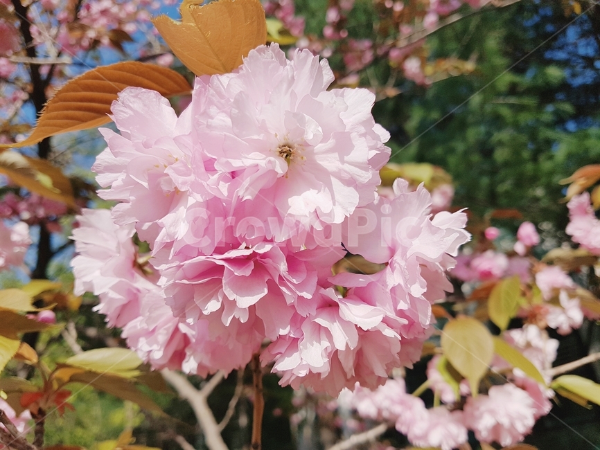 식물,flower,꽃,겹벚꽃,봄,식물,자연,plants,nature,꽃,flower