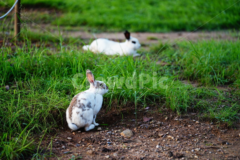 토끼,동물,생명,생물,자연,rabbit,animal,포유류,포유류,mammal