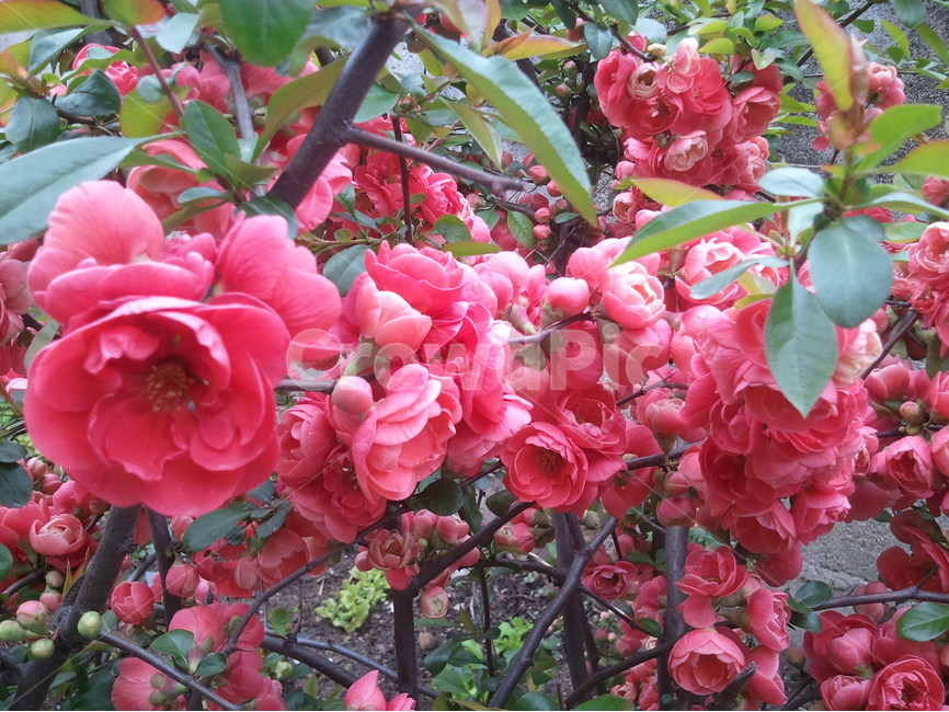 명자,장미과,봄꽃,붉은꽃,약용식물,산당화,아기씨꽃,가시덕,식물,자연,plants,nature,꽃,flower