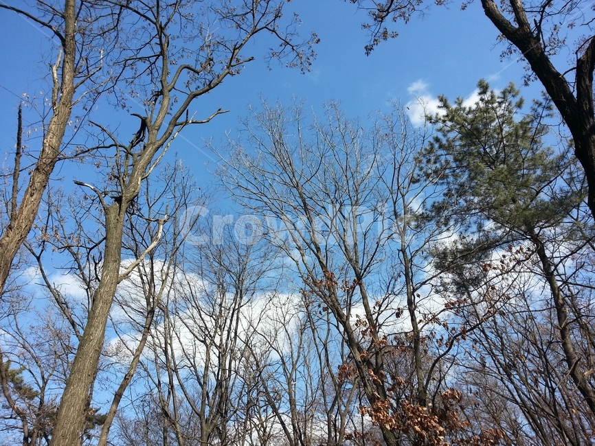 blue sky,forest,winter,bluesky,Clean,branch,cloud,bare tree,plants,twig,nature,white clouds,woods,tree,clear,winter tree,clean,bough,blue,plant