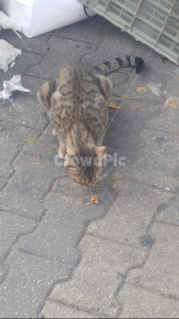 고양이,길고양이,동물,아기고양이,들고양이,동물,animal,포유류,mammal,고양이,cat,kitten,kitty
