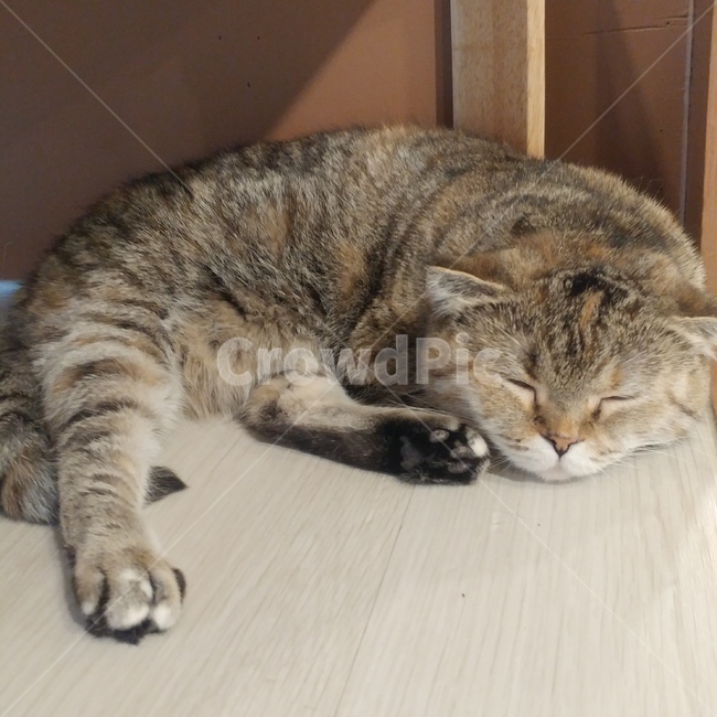 고양이,고양이카페,잠자는고양이,잠자는동물,동물