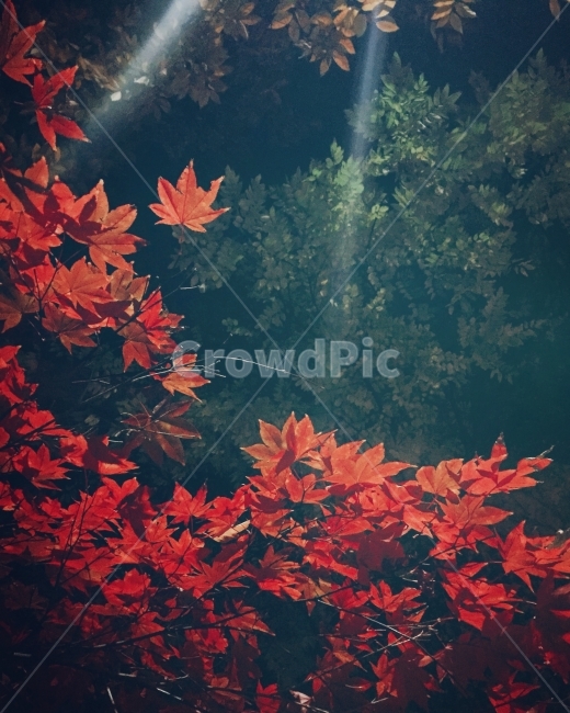 가을,단풍,풍경사진,자연,단풍나무,가을,계절,fall,autumn,season,식물,자연,plants,nature,plant,leaf,잎,tree,나무,maple