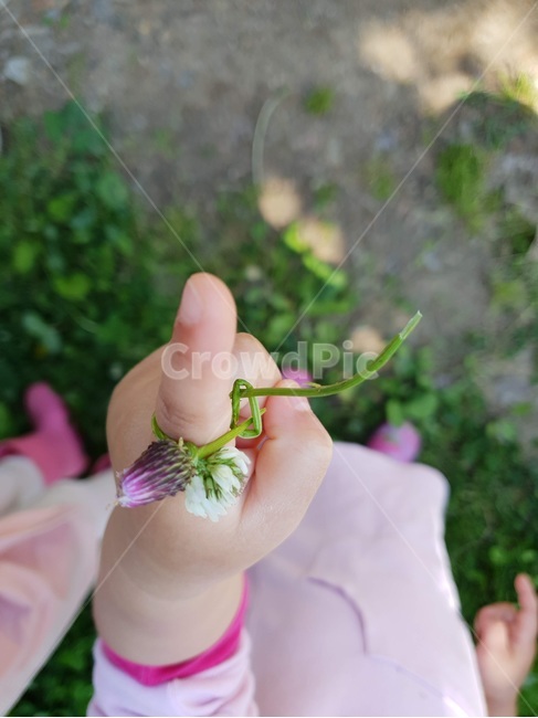 토끼풀,반지,꽃반지,손가락,finger