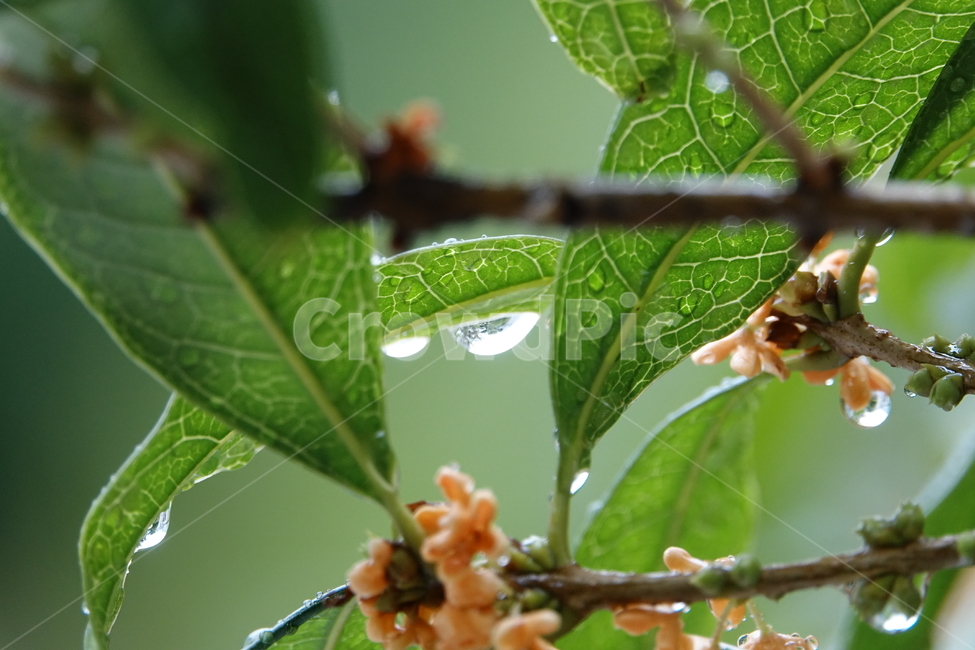 비,빗물,깨끗함,싱그러움,나뭇잎,봄비,장마,식물,자연,plants,nature,꽃,flower,비,비오는날,rain,rainy