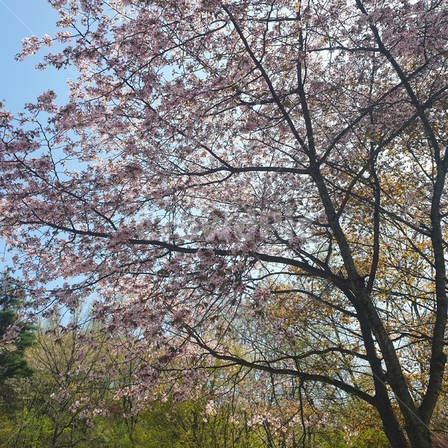 벚꽃,벚꽃나무,봄,벚꽃엔딩,분홍,나무,등산,예쁜나무,핑크색나무,핑크나무,plant,식물,풍경,봄바람