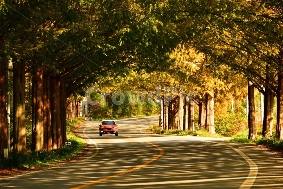 전남,담양,메타길,메타스콰이어길,메타길가을,딘픙,추색,추경,asphalt,아스팔트,road,도로,treetrunk,나무줄기,car,차,automobile,자동차,vehicle,차량,transportation,교통,자연,풍경,nature,landscape