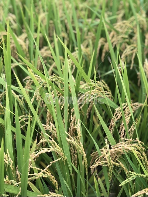 plant,식물,vegetation,grassland,자연,nature,가을,fall