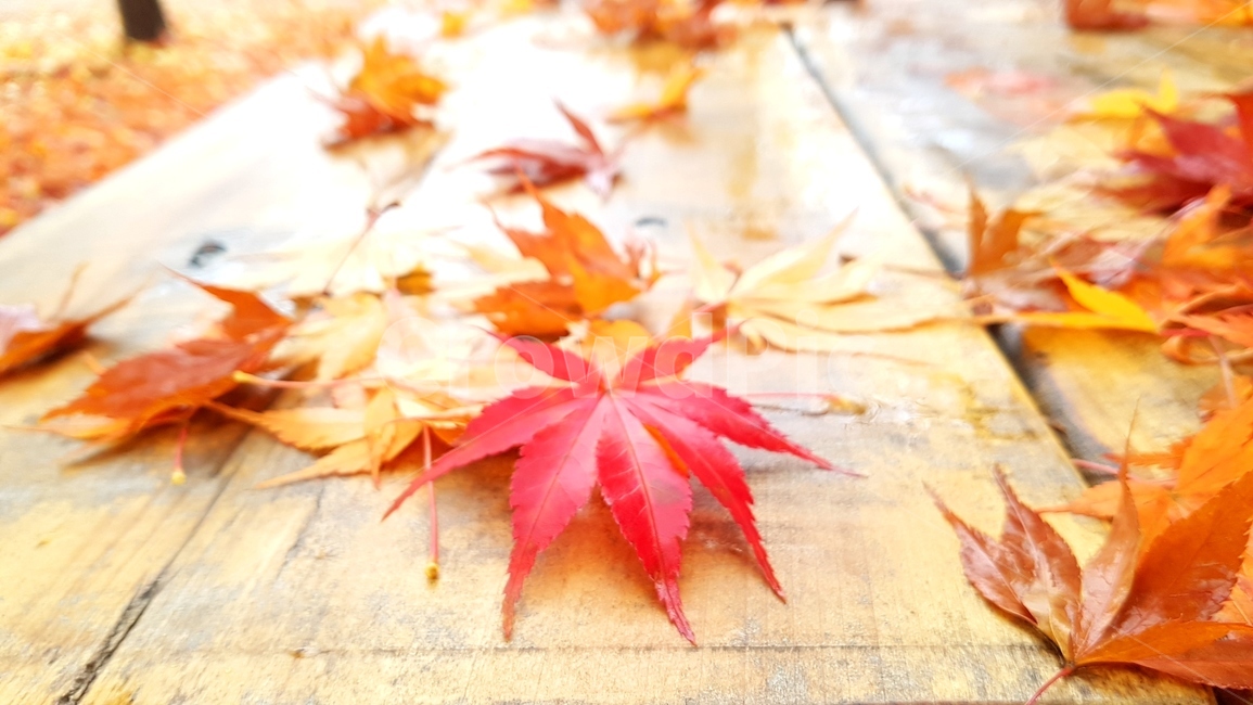 가을,낙엽,단풍,배경,가을비,가을,계절,fall,autumn,season,leaf,잎,plant,식물,tree,나무
