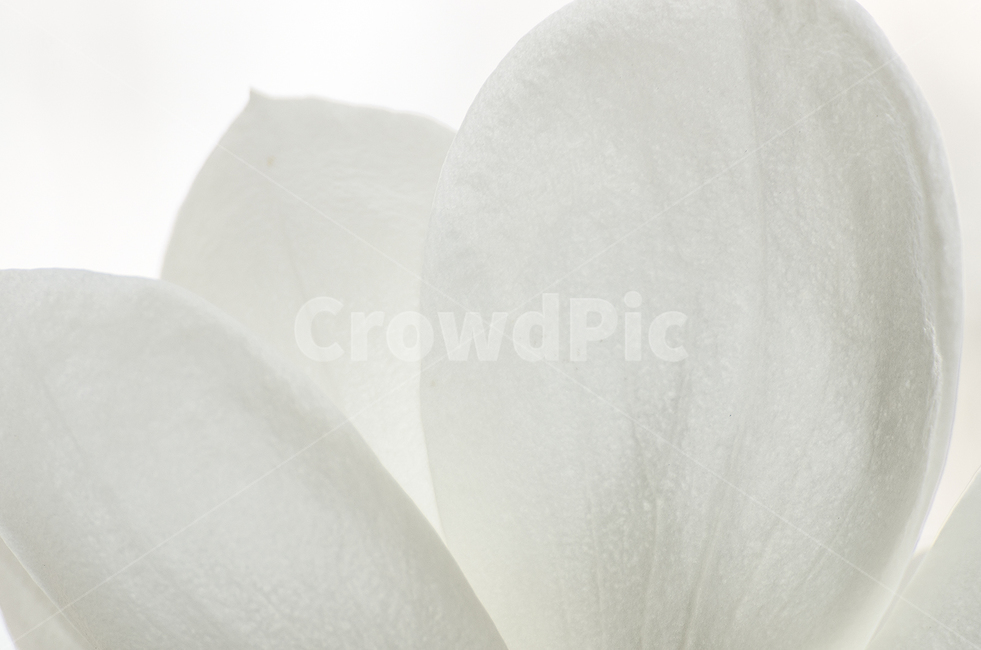 목련,꽃,봄,봄꽃,고귀함,흰색,식물,자연,plants,nature,꽃,flower,누끼,remove background
