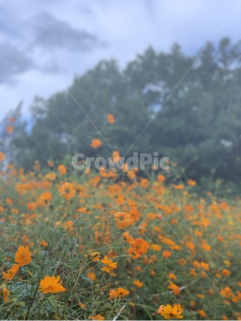 nature,plant,outdoors,옥외,field