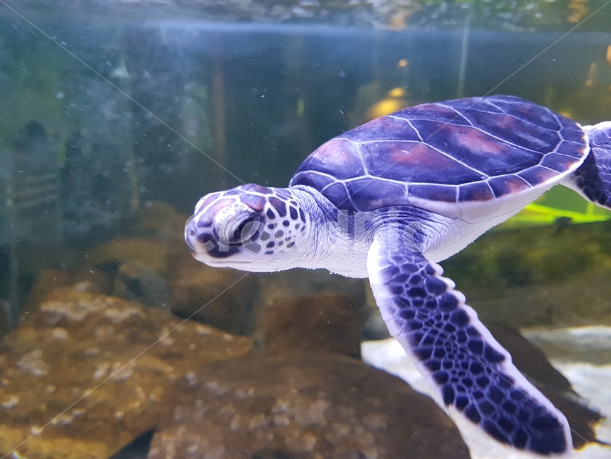 거북이,바다거북이,아쿠아리움,새끼,아기,동물,animal,파충류,양서류,reptile,amphibian