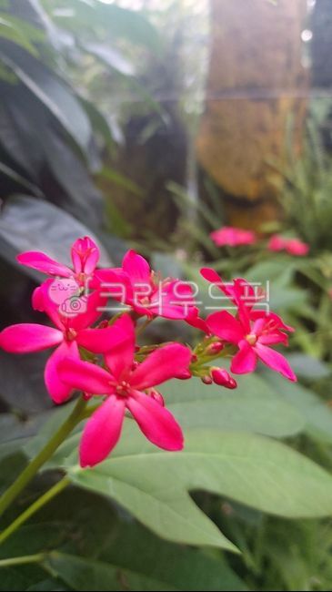 flower,꽃,blossom,빨간,붉은,식물