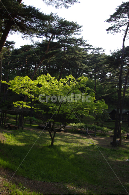수목원,나무,식물,초록,숲,자연,풍경,nature,landscape,tree,plant