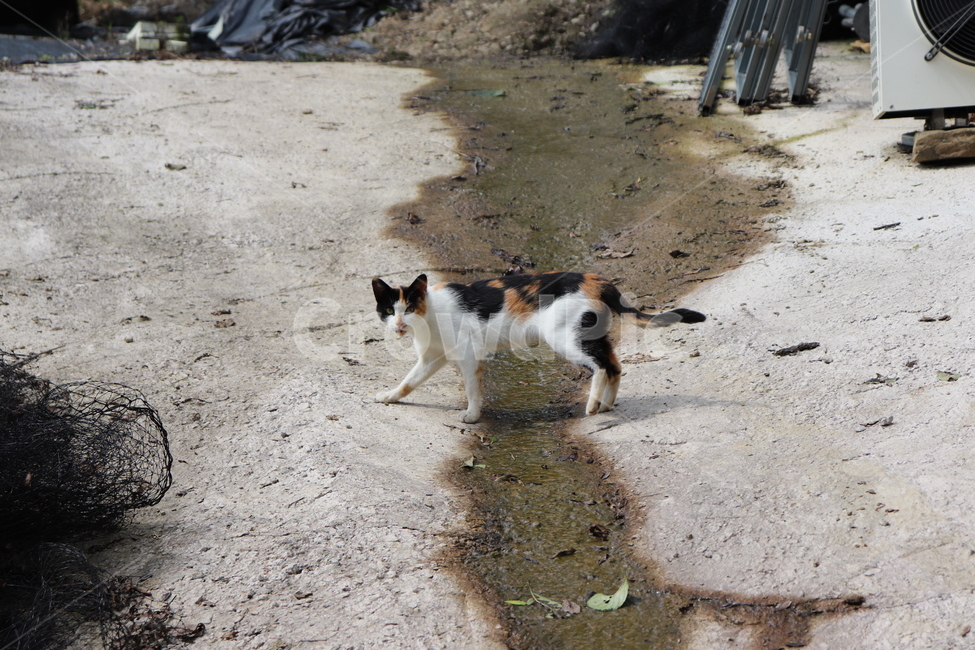 고양이,동물,길고양이,cat,animal,야생동물,길냥이,날카로운,동물,animal,포유류,mammal,고양이,cat,kitten,kitty
