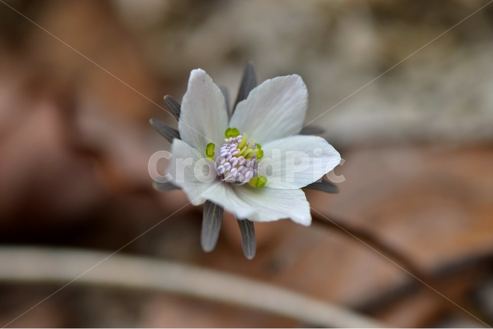 변산바람꽃,2018년,3월,야생화,꽃,생태,식물,자연,들꽃,산꽃,봄,감성,힐링,플라워,계절,시즌,wild,Flower,plants,nature,spring,season,배경,풀,초본,미나리아재비과,너도바람꽃속,flower,생태사진,봄꽃,자생지,경기도,식물,자연,plants,nature,꽃,flower