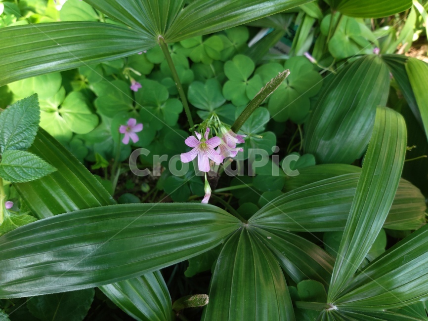 plant,식물,flower,꽃,blossom,식물,자연,plants,nature,꽃,flower