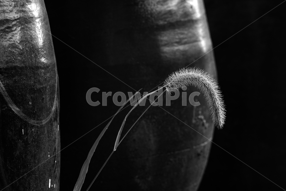 장독,항아리,풀,식물,야생식물,장독대,식물,자연,plants,nature,흑백,모노톤,monochrome,black and white
