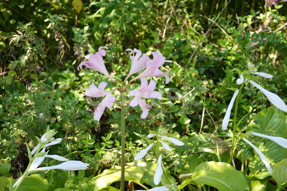 꽃,식물,자연,백합,릴리,lily,flower,식물,자연,plants,nature,꽃,flower