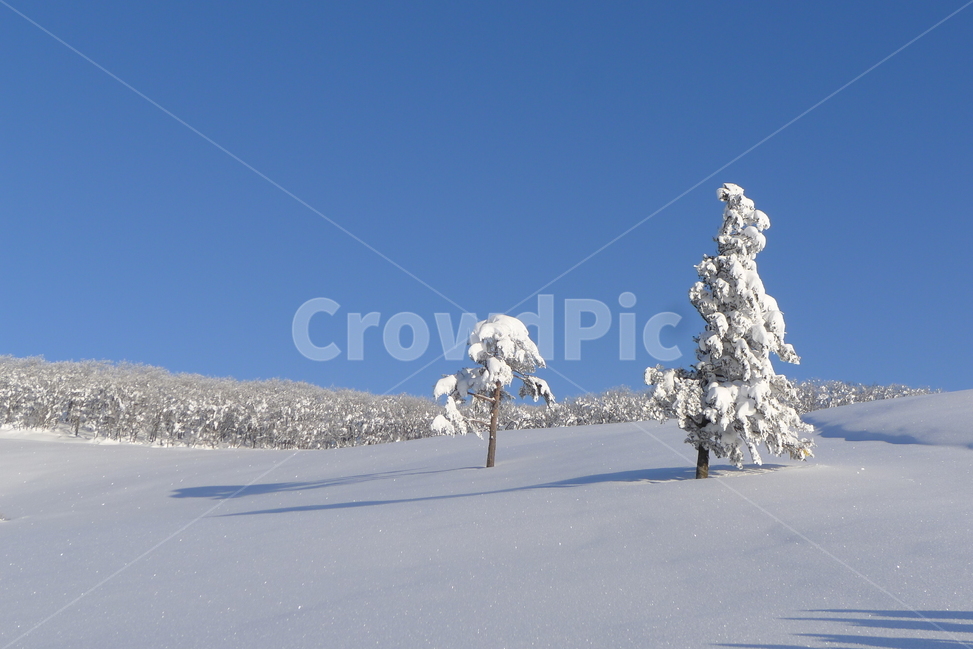 대관령,선자령,설경,겨울,햇빛,겨울,계절,winter,season,자연,풍경,nature,landscape,식물,plants,나무,trees,wood,outdoors,옥외