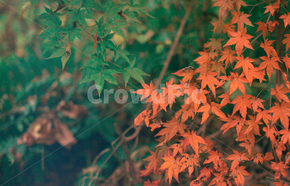 가을,나무,단풍,계절,자연,풍경,단풍나무,낙옆,단풍잎,fall,autumn,seasons,maple,nature,landscape,tree,가을,계절,fall,autumn,season,식물,자연,plants,nature,감성,sensible,feeling,leaf,잎,plant