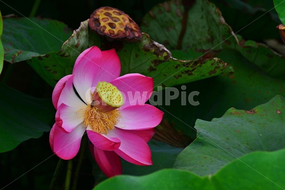 plant,식물,flower,blossom,꽃,petal,꽃잎,연꽃,연잎,수련,홍연,자연,불교
