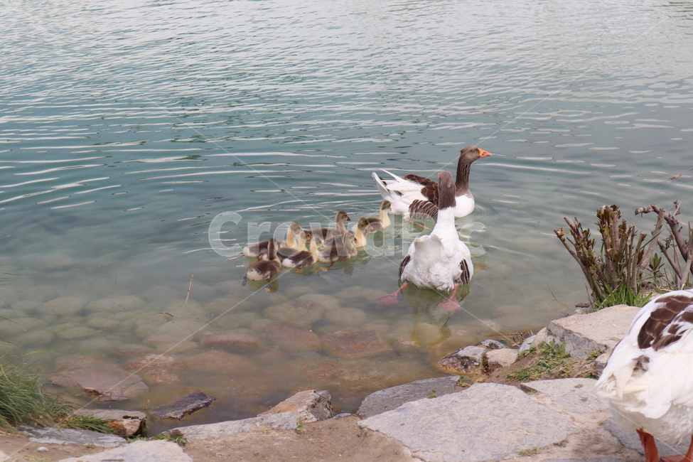 오리,새끼오리,가족,animal,청둥오리,duck,새,bird,조류,새,birds
