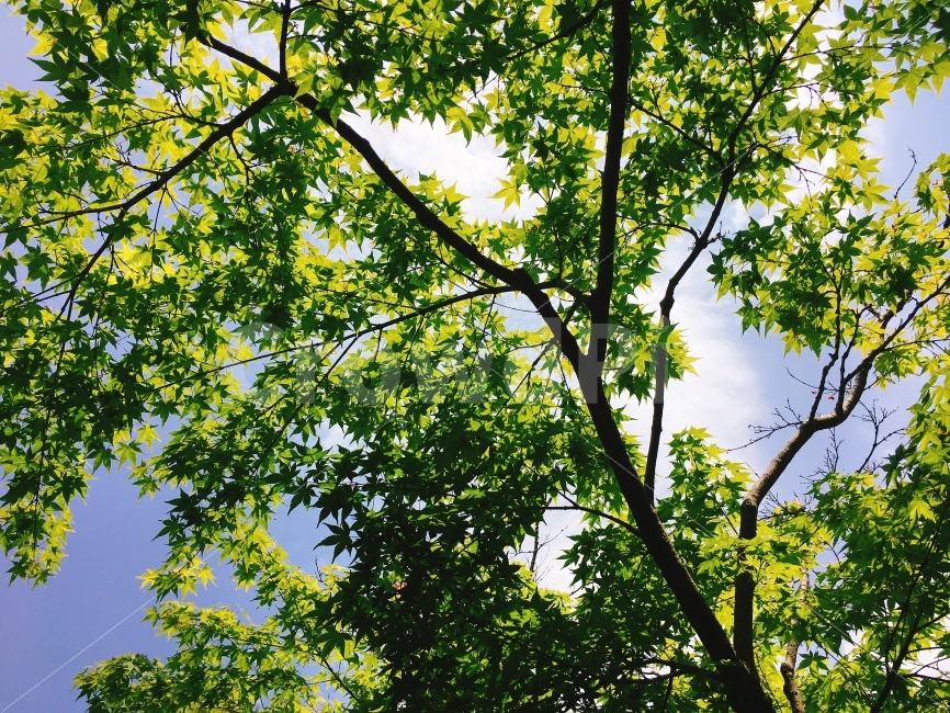 나무,하늘,자연,구름,풍경,식물,자연,plants,nature,나무,trees,wood