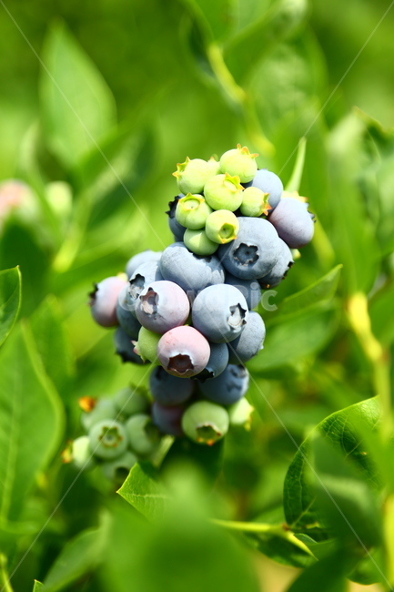 블루베리,베리,과일,나무,식품,농장,과수원,묘목,과수,blueberry,berry,fruit,tree,food,farm,orchard,seedling,fruittree,식물,자연,plants,nature,과일,열매,fruit
