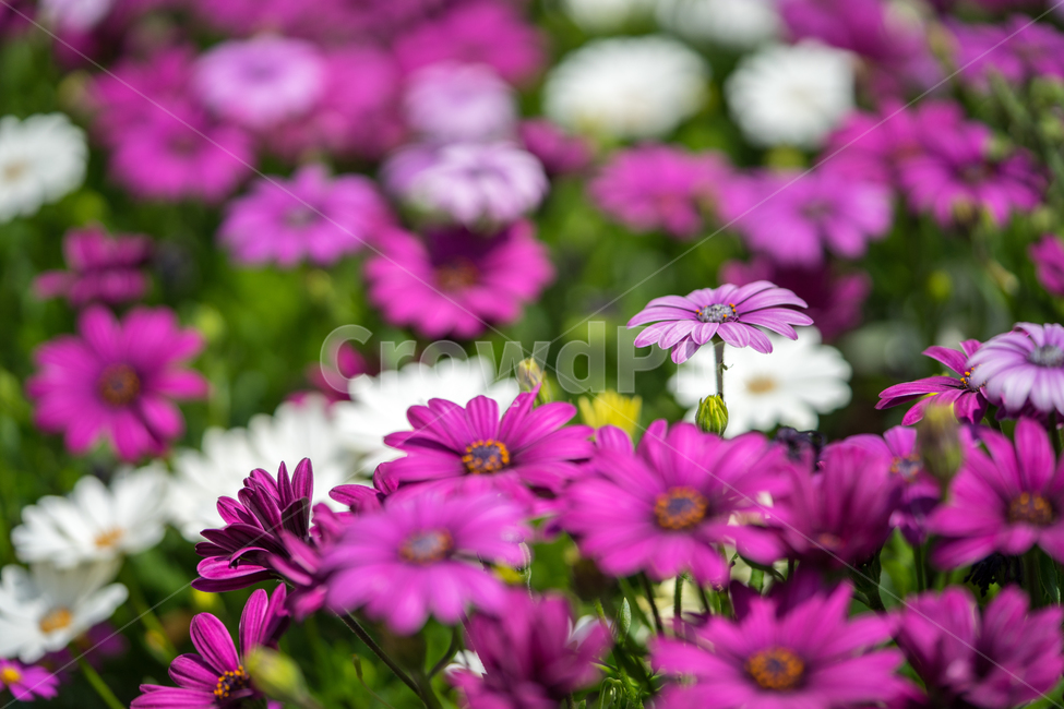 오스테오스펠뭄,봄꽃,봄,꽃,식물,자연,근접,식물,자연,plants,nature,꽃,flower