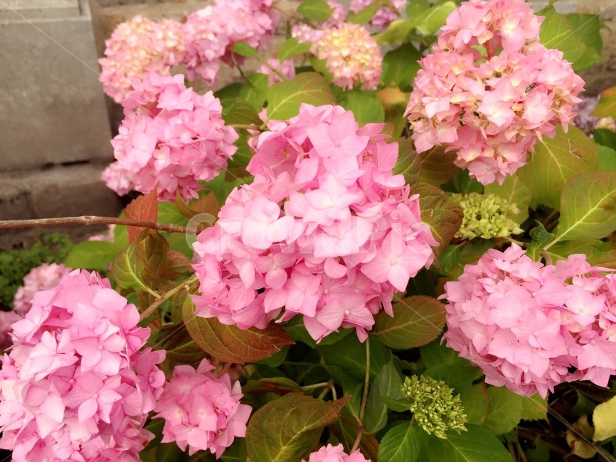 꽃,꽃집,유럽,네덜란드,flowers,flower,수국