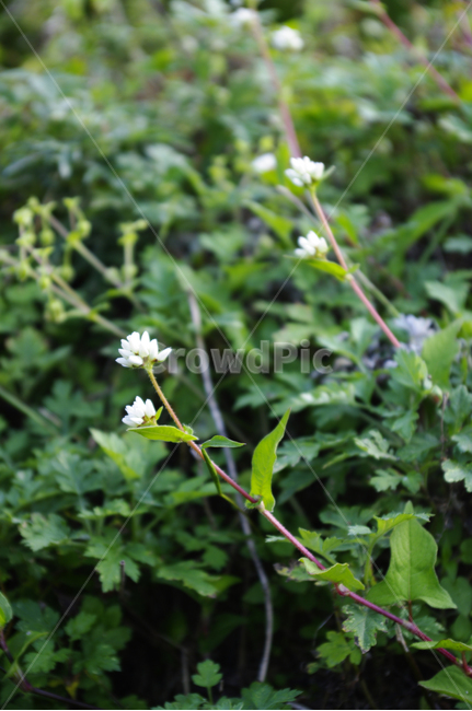 꽃,풀,flower,식물,color,식물,자연,plants,nature,꽃,flower