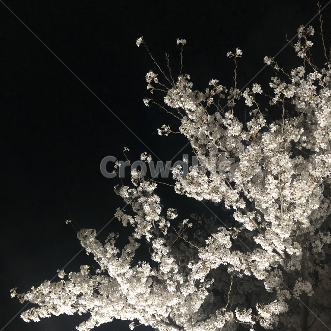 벚꽃,밤풍경,자연,flower,night