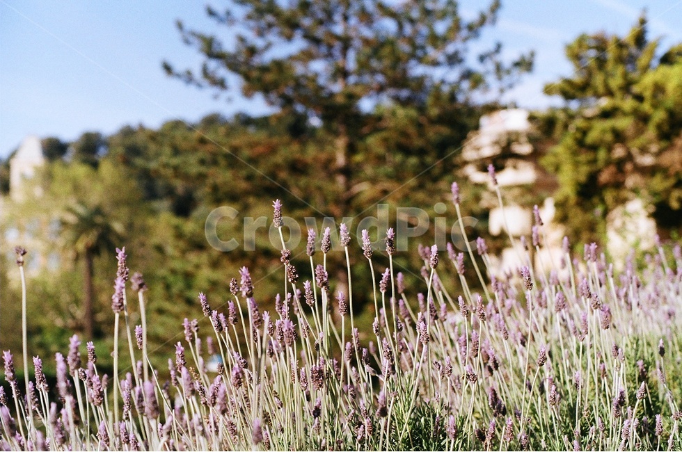 꽃,꽃밭,정원,감성사진,풍경사진,봄,계절,spring,season,식물,자연,plants,nature,꽃,flower,plant