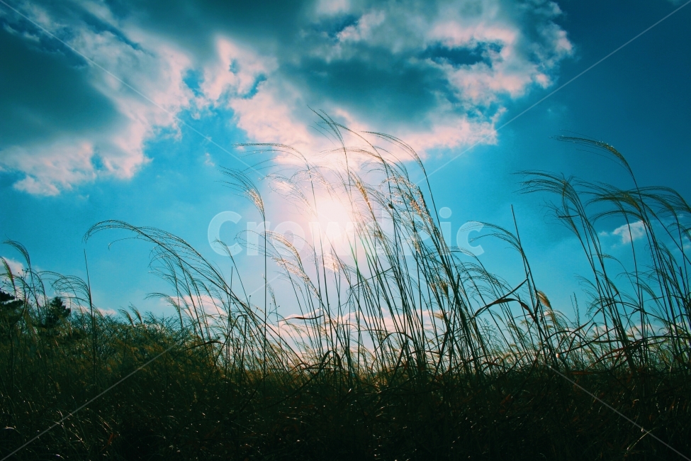 하늘,구름,갈대,자연,해,태양,푸른,파란,풍경,자연,풍경,nature,landscape,grass,잔디,plant,식물,lawn,reed