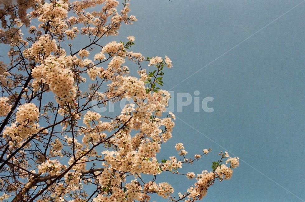 cherryblossom,벚꽃,꽃,flower,식물,봄,spring,plant