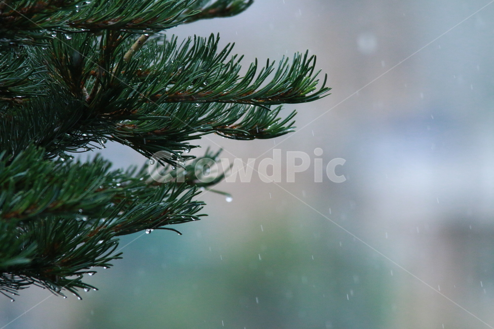 우중출사,여름,장마,비,비방울,식물,자연,plants,nature,비,비오는날,rain,rainy
