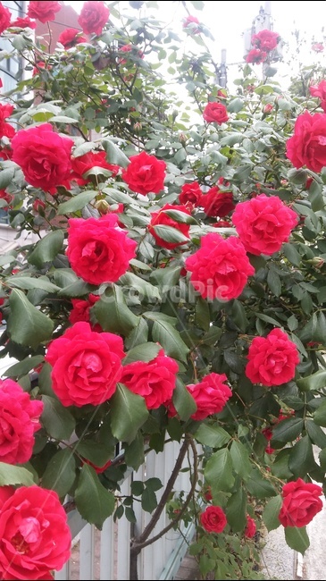 꽃,장미,나무,만개,울타리,식물,자연,plants,nature,꽃,flower