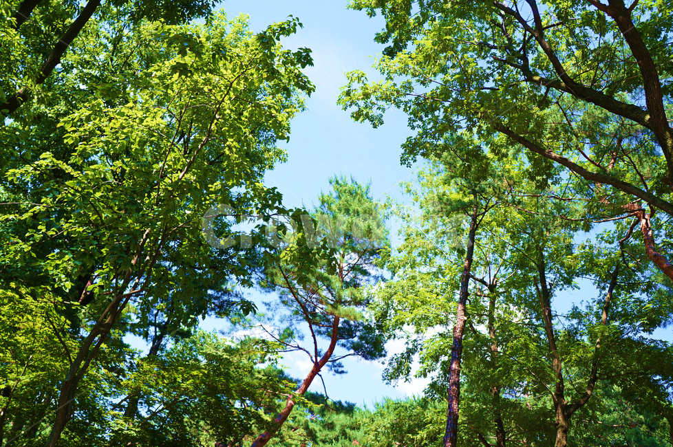 숲,하늘,나무,자연,forest