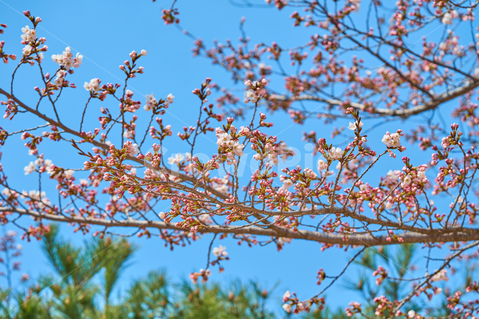 벚꽃,봄,꽃봉오리,푸른하늘,벚꽃나무,하늘,sky,flower,spring,꽃,bud,구름,cloud,피어나는,blooming