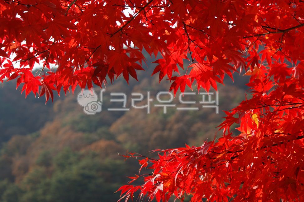 단풍, 단풍잎, 단풍나무, 잎, 나무, 사진,이미지,일러스트,캘리그라피 - 횽횽작가
