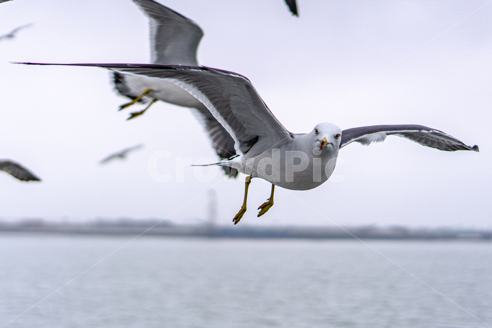 갈매기,새,bird,seagull,sea,바다,새떼,seagulls,animal,동물,flying,동물,animal,조류,새,birds