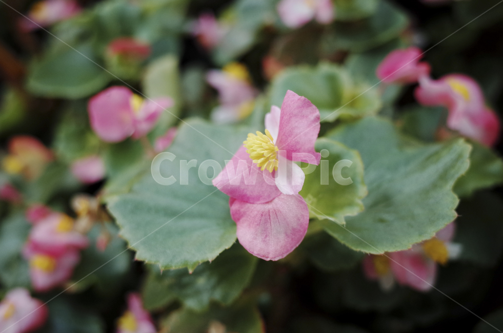 blossom,꽃,flower,식물,plant,붉은꽃,들꽃,pink,분홍,분홍꽃