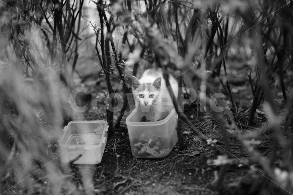 고양이,길고양이,아기고양이,아깽이,흑백사진,배경화면,감성사진,동물,애완동물,반려동물,생명,사료,cat,kitty,kitten,baby,babycat,bw,monochrome,blackandwhite,blackwhite,pet,animal,lovely,cute,adorable,background,street,streetcat,stray,straycat,wild,wildlife,wildcat,야생동물,야생,동물,animal,포유류,mammal,고양이,cat,kitten,kitty,흑백,모노톤,monochrome,black and white