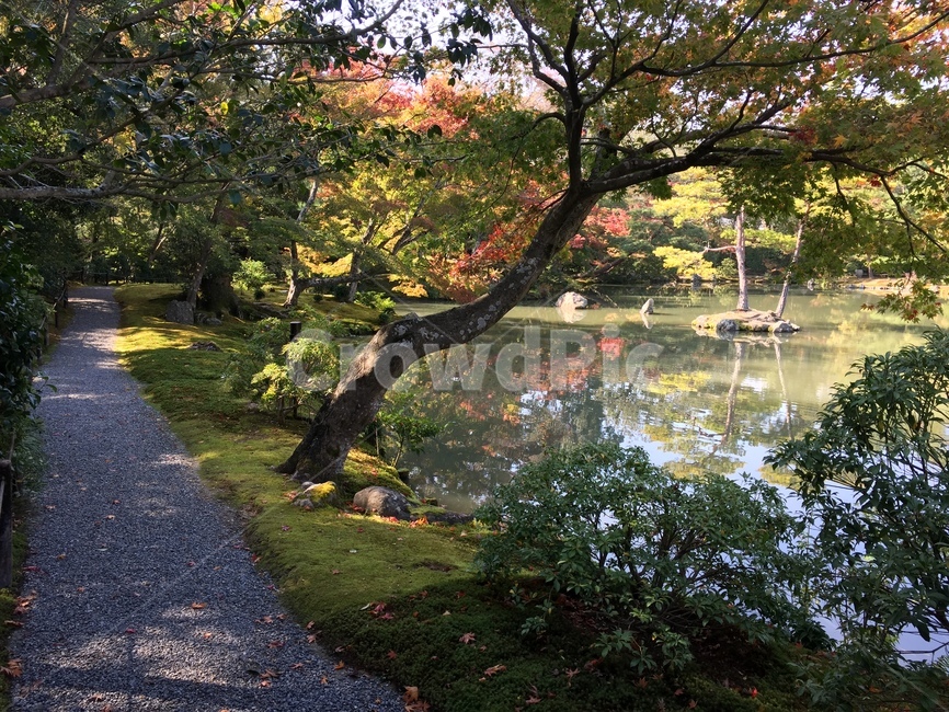단풍,산책,공원,산책로,가을,식물,연못,park,pond,walk,plants,autumn,road,fall,leaves,자연,풍경,nature,landscape,tree,나무,plant,outdoors,옥외,land,땅