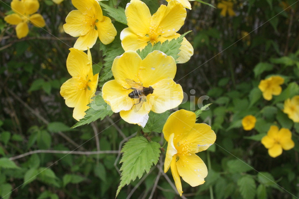 bee,벌,꿀벌,꽃,곤충,식물,자연,plants,nature,꽃,flower