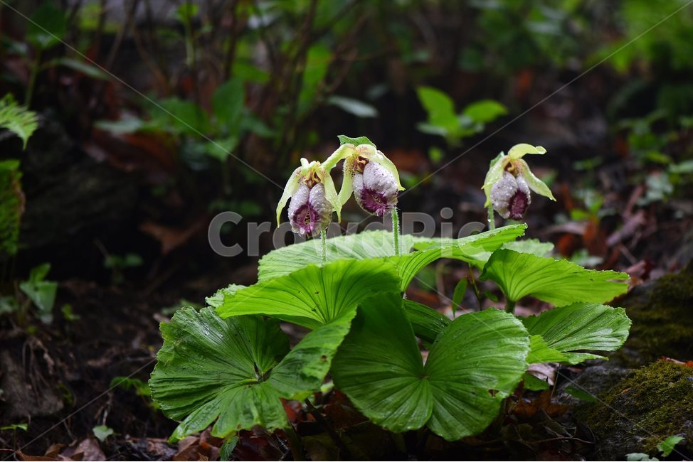 광릉요강꽃,멸종위기,난초과,복주머니란속,야생화,1급,희귀,봄,꽃,plant,wild,flower,자연,생태,식생,풀꽃,식물,식물,자연,plants,nature,꽃,flower