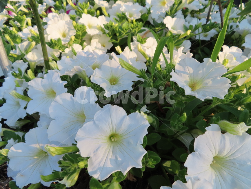 피어나다,꽃,흰색꽃,아름다움,식물,공원,귀여운,화려한,comeout,flowers,whiteflowers,beauty,plants,parks,pretty,beautiful