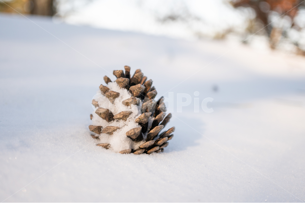 겨울,눈,흰색,자연,추위,겨울,계절,winter,season