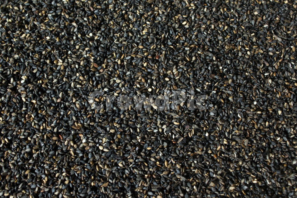 closeup,dry,dummy,food,gold,grain,macro,meal,natural,nature,organic,plant,seed,seeds,sesame,sesameseed,sesameseeds,top,topangle,topview,yellow,깨,참깨,곡식,곡류,음식,음식재료,식재료,식물,brown,씨앗,씨,갈색,브라운,말린,말리는,건조,자연,클로즈업,탑앵글,탑뷰,깨소금,농작물,농촌,농사,검정,블랙,검은색,black,검은깨,아웃포커스,포커스아웃,블러,곡류,곡식,cereals